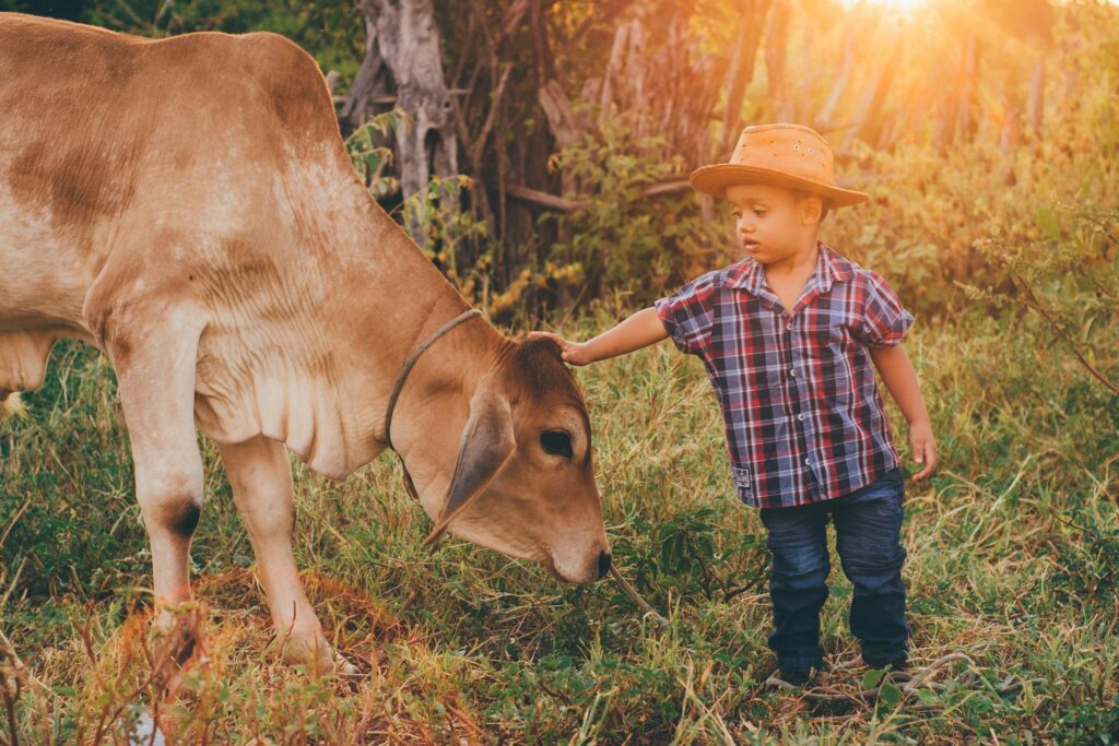 A young child dressed as a cowboy interacting with a calf in a sunlit rural meadow.